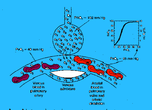 What is the meaning of mm Hg?