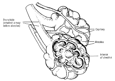 Alveoli