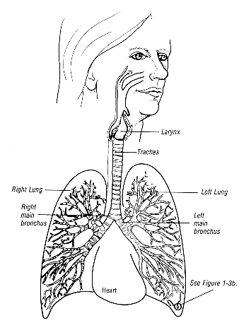 Lungs & Airways